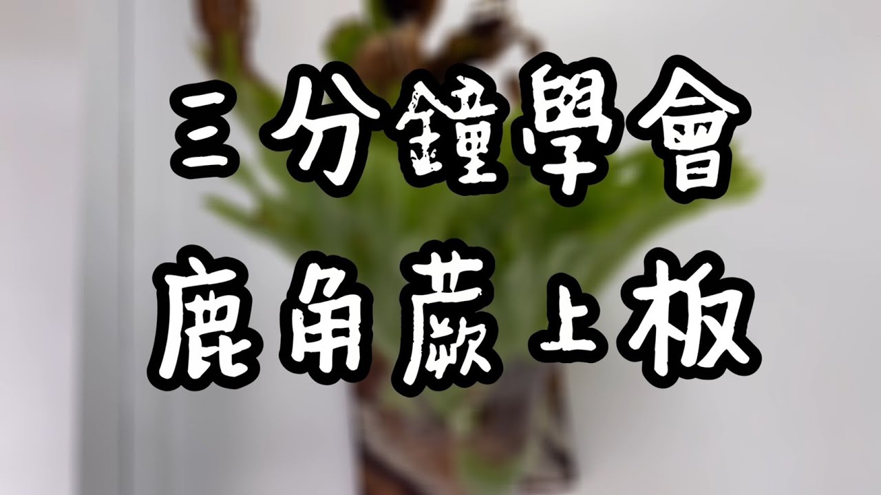 職人系列｜三分鐘學會鹿角蕨上板