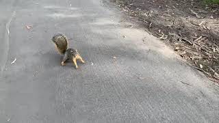 Squirrel Tries To Attack Camera Man!!! Must Watch!!!