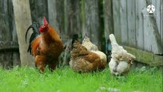 'Chicken KUK-DOO-KOO' FULL VIDEO Sleep Sound Music