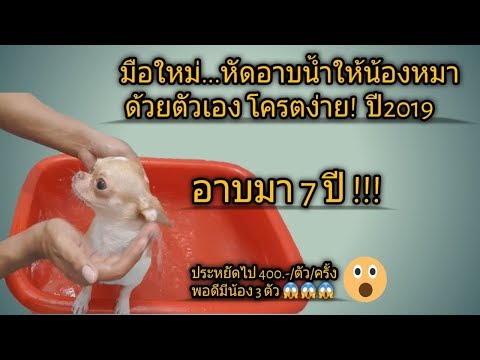วีดีโอ: วิธีการอาบน้ำชิวาวา