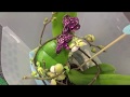 Бомбезный завоз орхидей в Бауцентр ! Дикий Кот, Лиодоро и др) Витрина в работе..