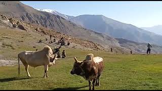 bull fighting on yozan lone chitral Pakistan 4 june 2023