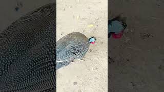 My Turkish Bird Eating Worms