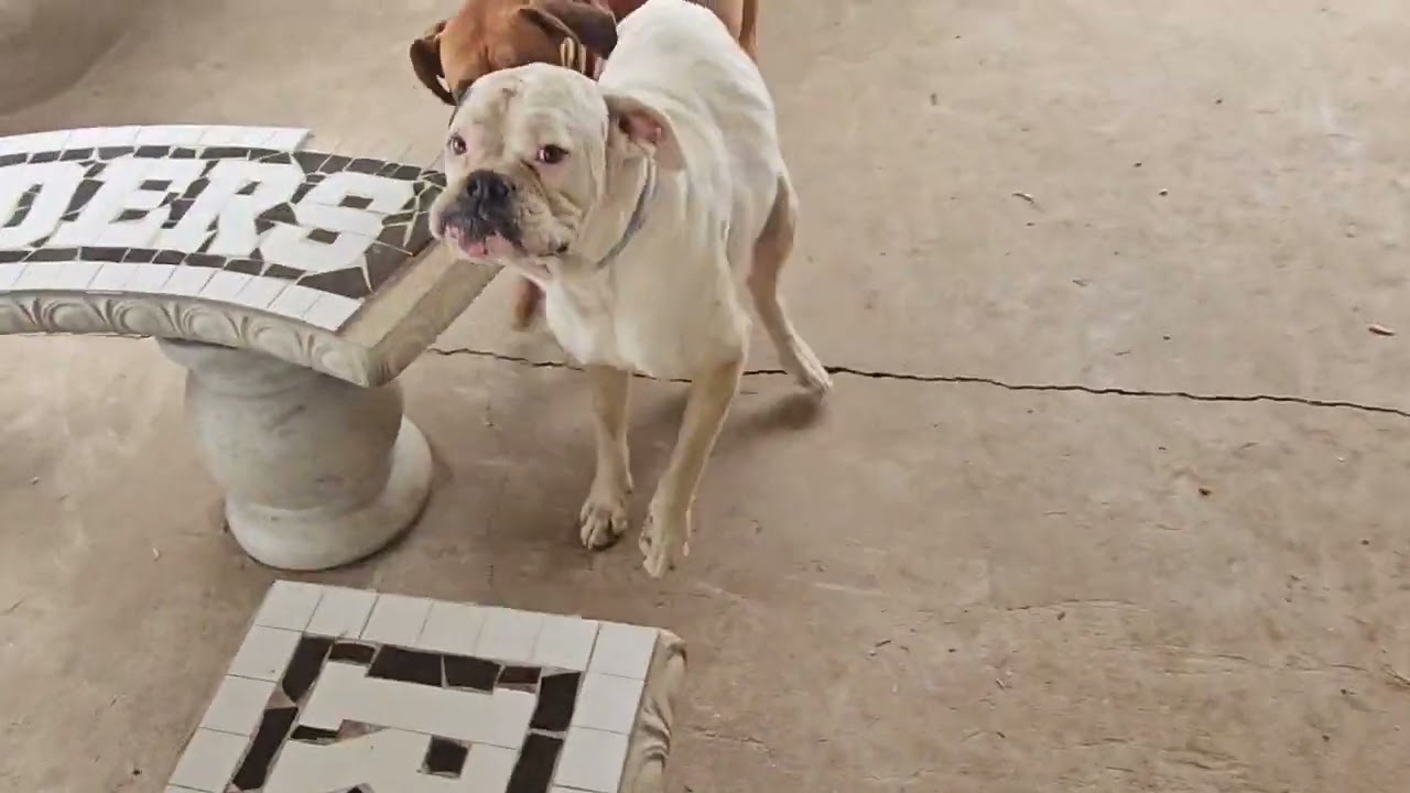 Seresto Large Dog Vet-Recommended Flea & Tick Treatment & Prevention Collar for Dogs Over 18 lbs.