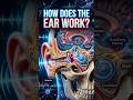 How does the Ears Work?🤔👂 #humanbody #educationalshorts #sciencefacts #bodyfacts