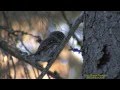 SPARVUGGLA  Pygmy Owl  (Glaucidium passerinum)  Klipp - 1159