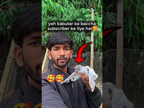 yes kabutar ka baccha subscriber ke liye hai🥰 ||#pigeon #beby #videos #virals #shorts || 1M 🦅