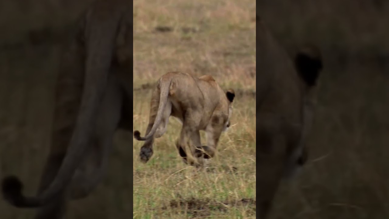 Lioness attacks heard of zebras #hunting