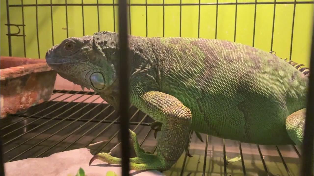 Healthy Iguana doing Morning Routine Poop and Peeing iguanaindonesia