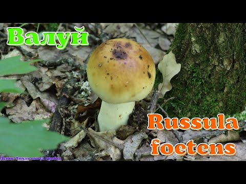 Валуй - вонючий, но один из лучших грибов для засолки | Russula foetens