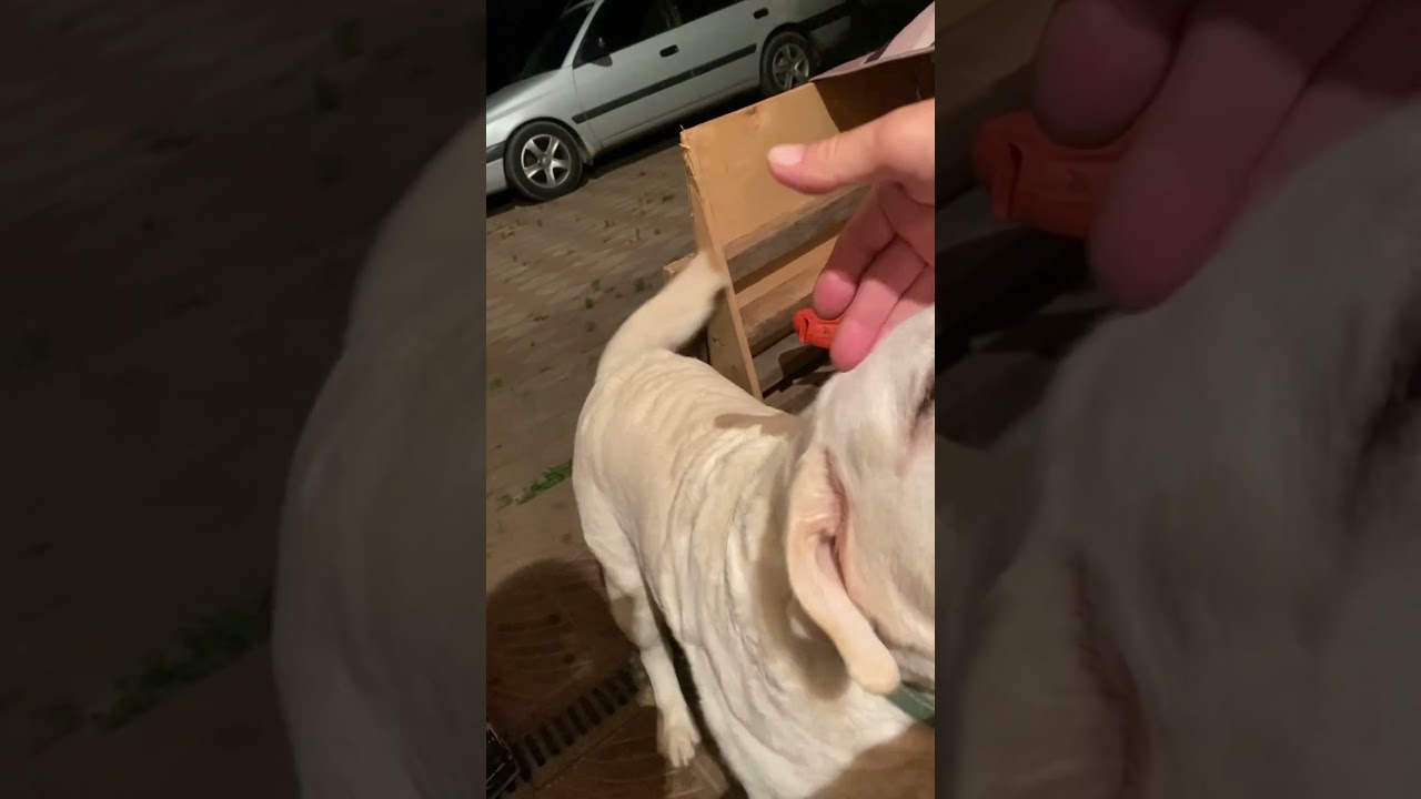 Шерман и Микки: грациозная борьба 