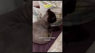 Tıraş Edildiği Için Sahibine Küsen Kedi