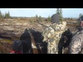 Случайный лось во время охоты на медведя. Полуостров Аляска 2015