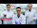 Ntusg scientists turn fish scales and frog skin into biomaterial for bone tissue regrowth