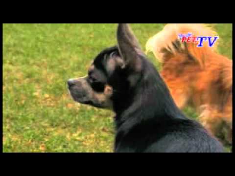 Jumbo Zoo - Chihuahua