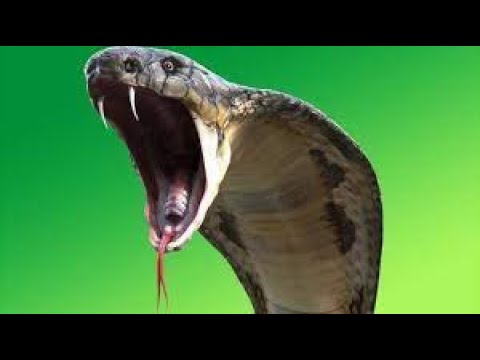 AS COBRAS MAIS VENENOSAS DO MUNDO    most venomous snake in the world