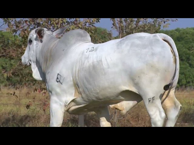 45º Mega Leilão Anual Carpa | TOUROS LOTE 12 - 5835