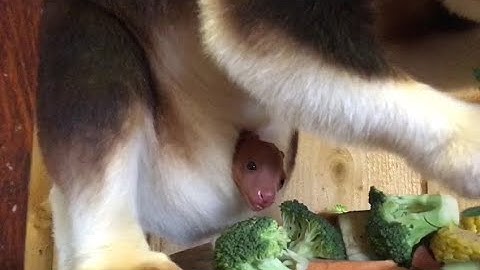 New tree kangaroo joey perfectly demonstrates ‘staying at home’