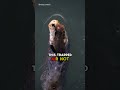 Sea Otters Rely On Dense, Waterproof Fur To Provide Insulation #wildlife#otter#cuteanimals#otters