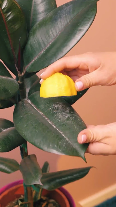 How to make Rubber plant leaves shining / Rubber Plant Leaves ko Kaise Saaf Kare