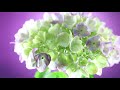 hydrangea, 紫陽花, Relax, 癒し, 花言葉, Sleep, Healing music, meditation