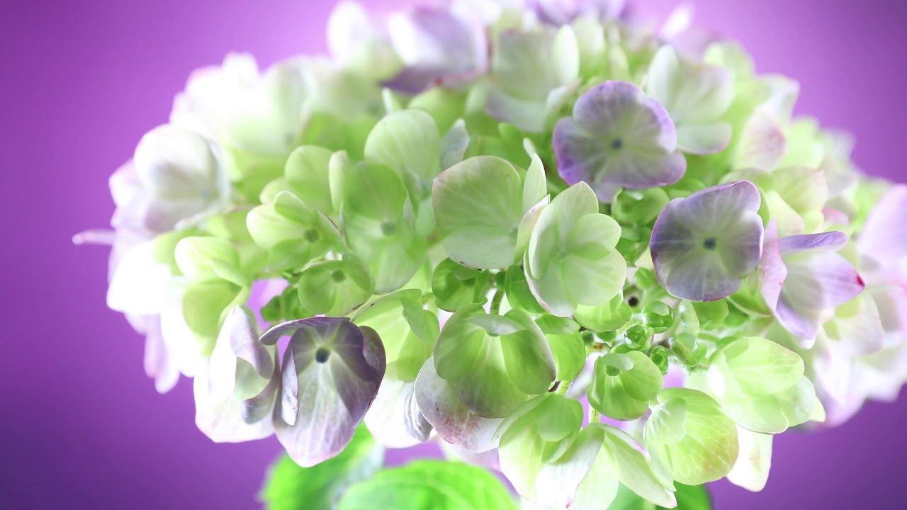 Hydrangea 紫陽花 Relax 癒し 花言葉 Sleep Healing Music Meditation Youtube