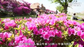 浅香山つつじまつり　大阪府堺市