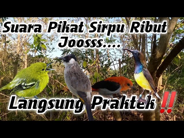 Suara Pikat Burung Sirpu Ribut,Terbukti Jos Gandos.. class=