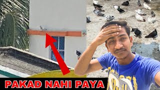 Kabootar pakad nahi paya ☹️ pigeon catching video | kabootar pakadne ka tarika | pigeon sale