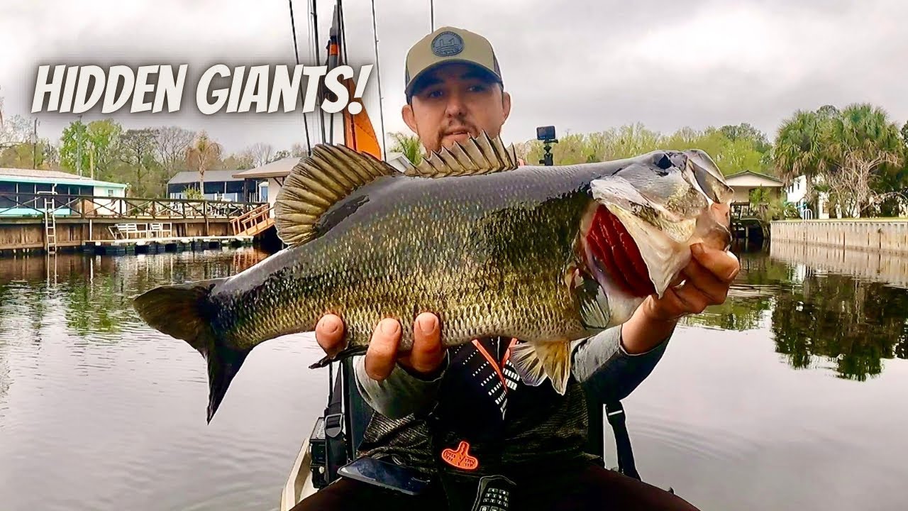 Big Bass in a Hidden Creek (St. Johns River Tournament)
