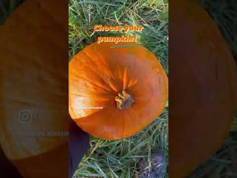 Pumpkin Picking at