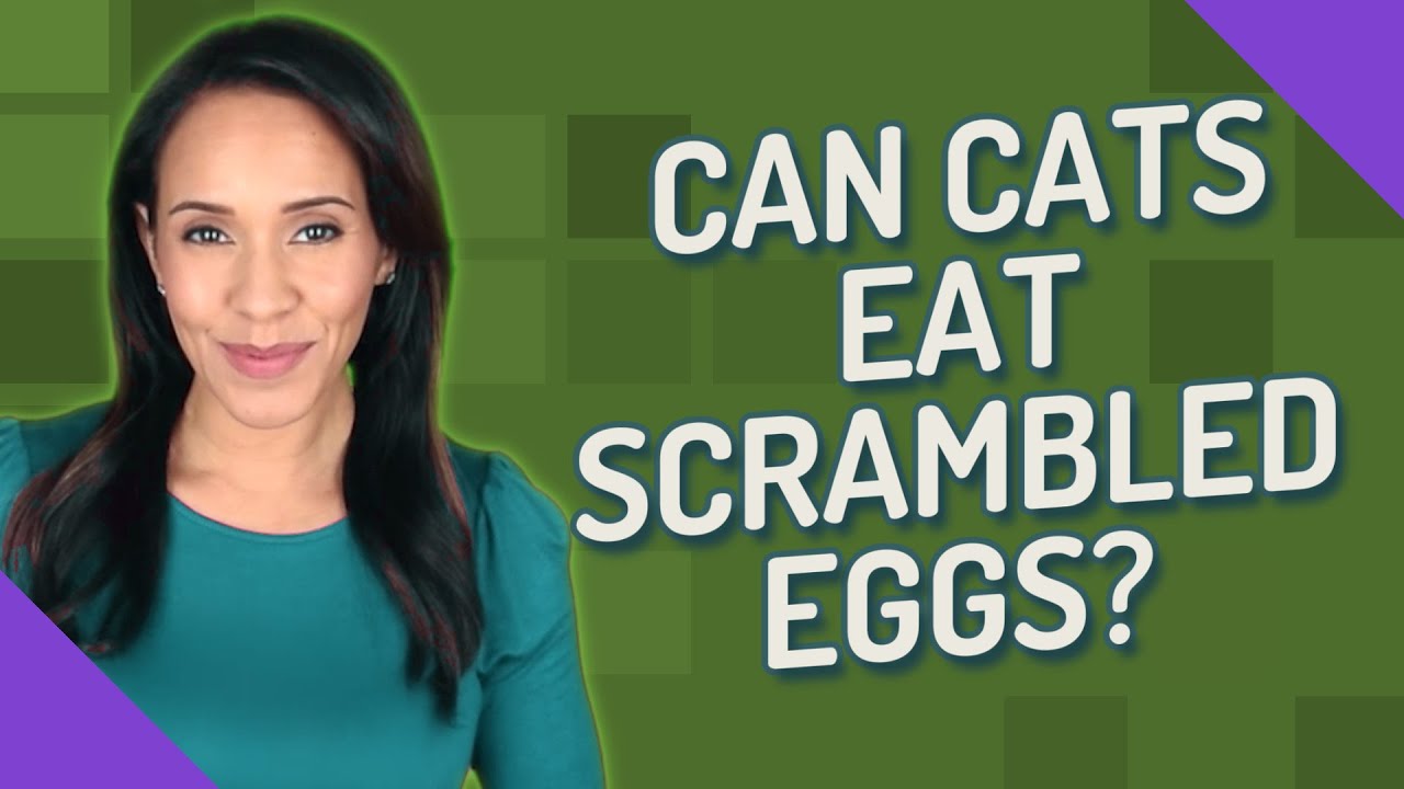 Can Cats Eat Scrambled Eggs?