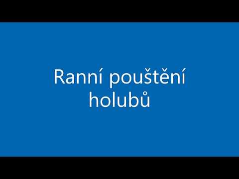 Ranní pouštění holubů