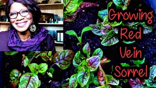 Growing Red Vein Sorrel