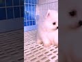 Y2mate Com 00053a Cute Dogs That Will Make You HappyFunny Animal 1080pFHR Shorts 