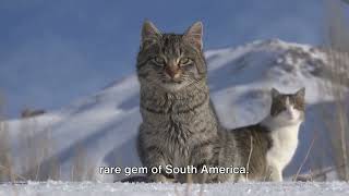 Top 10 Exotic Cats You've Never Heard Of