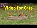 Video for Cats to Watch - Follow The Birds - Cat TV ~ 8 HOURS ⭐