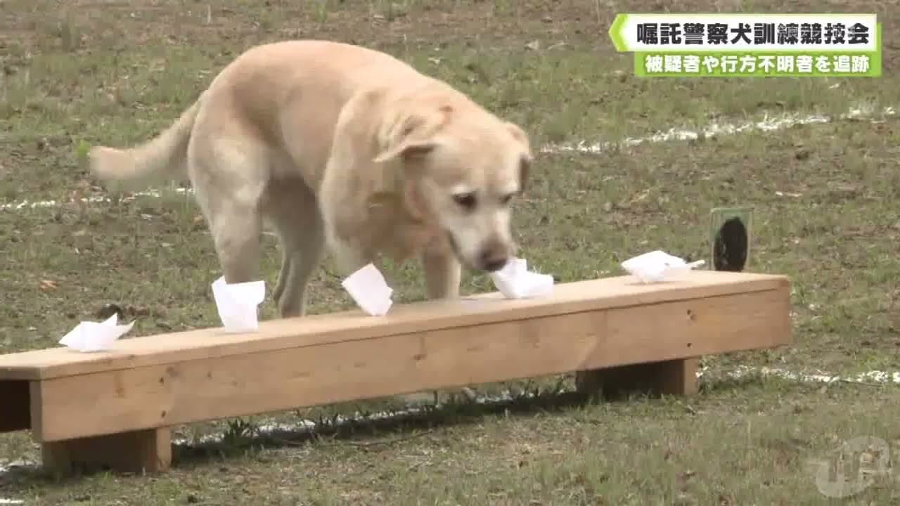 Police dogs used in training competition to track down suspects