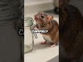 Why My Mouse Keeps Opening All My Food Containers - The Truth Will Shock You