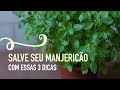 Como cultivar MANJERICÃO em VASO e como PODAR