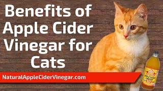 The Best Apple Cider Vinegar Uses for Cats