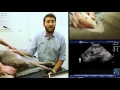 Imv imaging small animal advanced abdominal ultrasound 3  left adrenal gland