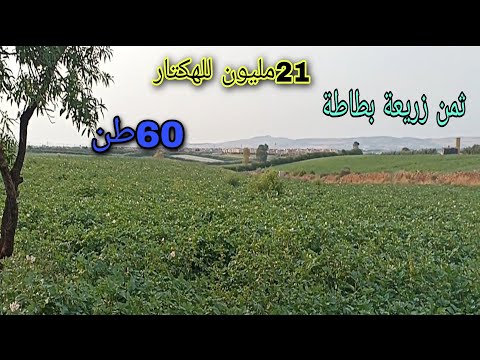 موعد جني زراعة البطاطس تكلفة البطاطة للهكتار زراعة البطاطا بالمغرب انتاج حتى 65طن للهكتار