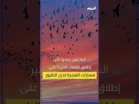 كيف تؤثر الألعاب النارية على سلوكيات الطيور المهاجرة