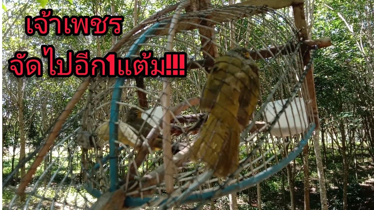 #เสียงต่อนกดอกแตงเจ้าเพชร จัดเชลยอีกแต้ม!!! Burung merbah lekir