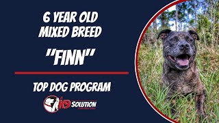 🐶Dog Trainers/Training of South Florida and Arizona /6 YO Mixed Breed 'Finn'🦮 by A K9 Solution 10 views 2 weeks ago 5 minutes, 58 seconds