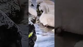 #swan babies subscribe "Luther Village's #birds