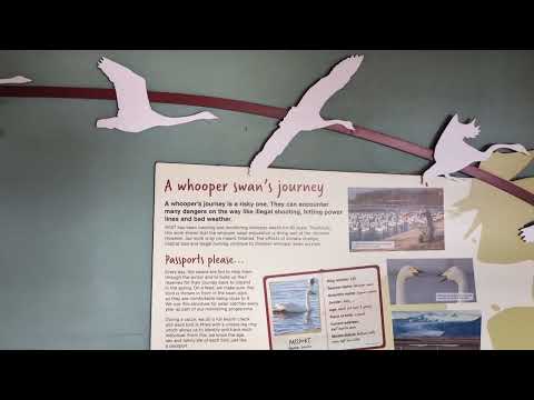 Interpretation on the whooper swan migration at WWT Martin Mere (for animal behaviour lecture)