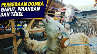 Perbedaan Domba Garut Domba Priangan Dan Domba Texel
