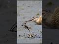لن تصدق كيف يفترس كروان الماء كابوريا Wonders Nature Mystery Wild Animals Oddities Shorts لن تصدق كيف يفترس كروان الماء كابوريا Wonders Nature Mystery Wild Animals Oddities Shorts